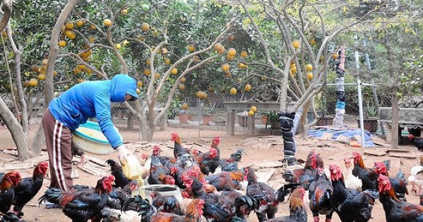 Đưa gà Đông Tảo vươn ra thị trường thế giới
