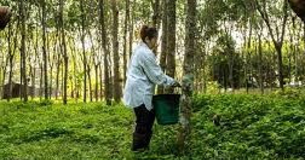 Giá cao su hôm nay 15/1: Đồng loạt bật tăng ở nhiều nơi