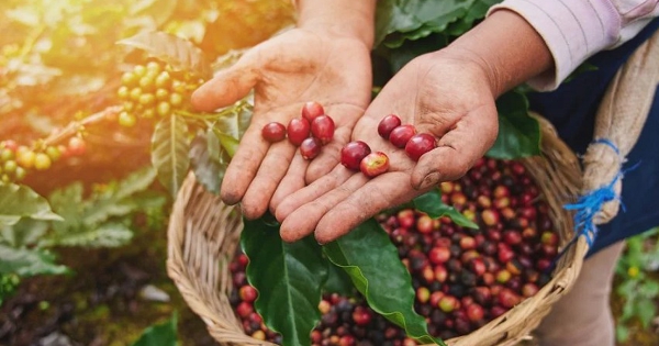 Xuất khẩu cà phê nhân xanh toàn cầu giảm lần đầu tiên sau 13 tháng