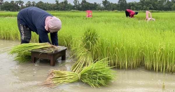 Thái Lan muốn đẩy mạnh xuất khẩu gạo trong năm 2025