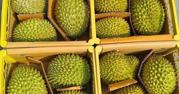 Doanh nghiệp bán rẻ sầu riêng vì khó xuất sang Trung Quốc