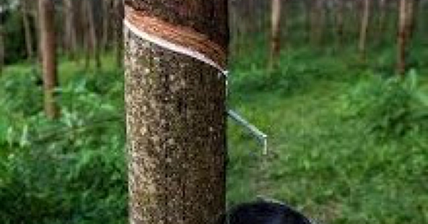 Giá cao su hôm nay 24/1: Thị trường Nhật Bản tăng ba phiên liên tiếp