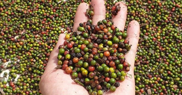 Ngành hồ tiêu sẵn sàng ứng phó với nhiều biến động