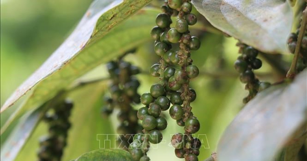 Giống hồ tiêu - nút thắt trong chuỗi giá trị tỷ đô