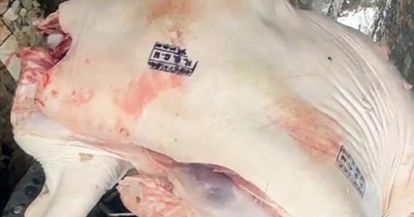 Phát hiện thịt lợn nhiễm virus dịch tả châu Phi nhưng được đóng dấu kiểm dịch