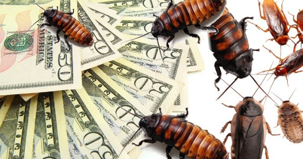 ‘Những con gián’ đầu tiên của một cuộc khủng hoảng tín dụng tại Mỹ