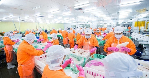 Lãi gộp Navico cao kỷ lục quý III, đang mở rộng nuôi cá rô phi