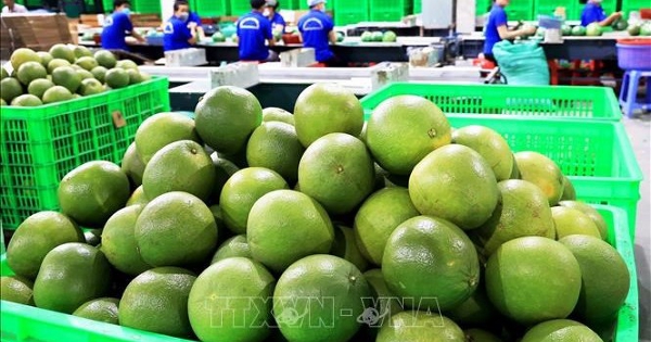 Thúc đẩy ký kết Nghị định thư, rút ngắn thời gian xuất khẩu quả bưởi và bơ sang Trung Quốc