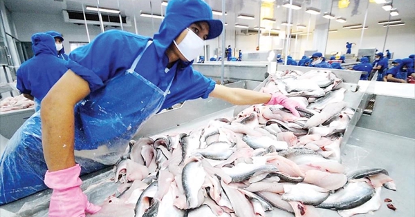 Xuất khẩu cá tra vẫn duy trì tích cực