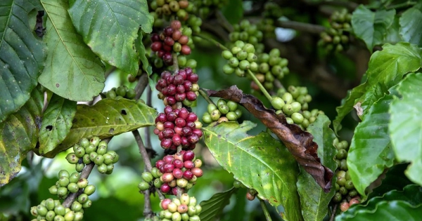 Sản lượng cà phê niên vụ 2025 - 2026 có thể tăng 10%