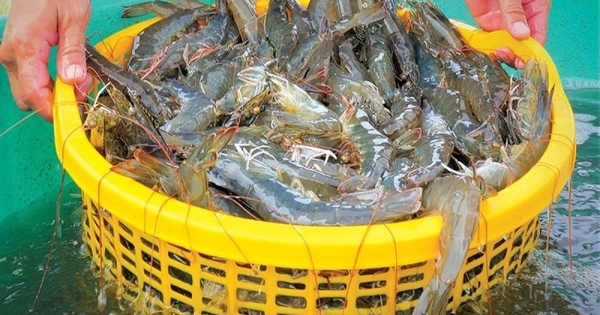 Xuất khẩu tôm 9 tháng tăng mạnh nhất trong 3 năm