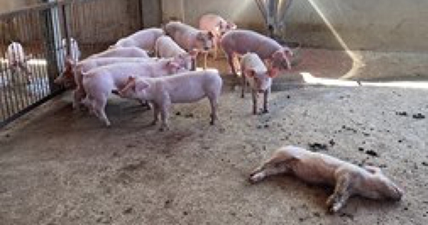 Liên tục phát sinh nhiều ổ dịch tả heo châu Phi tại Vĩnh Long