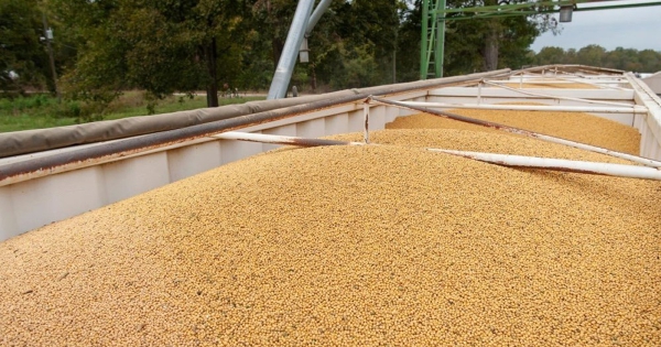 Mỹ: Trung Quốc đồng ý mua 12 triệu tấn đậu tương trong niên vụ này