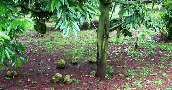 Chính phủ yêu cầu làm rõ nguyên nhân dừng kiểm nghiệm sầu riêng