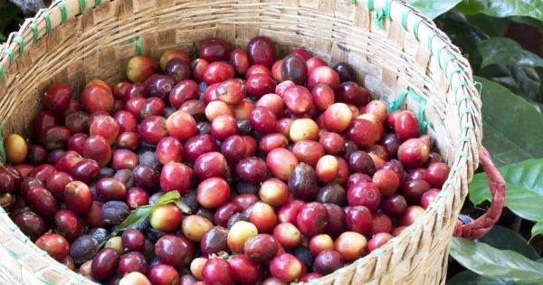 Lợi thế cà phê Việt Nam có thể giảm nếu EU hoãn quy định chống phá rừng?