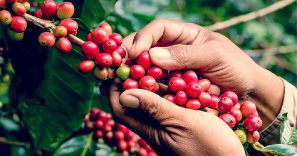 Giá cà phê có thể tiếp tục tăng vào năm tới?