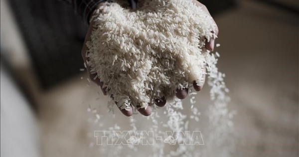 Xuất khẩu gạo Ấn Độ dự kiến tăng hơn 10% trong tài khóa 2025-2026