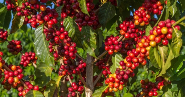 Xuất khẩu cà phê phá kỷ lục, giá neo cao trong vụ thu hoạch mới