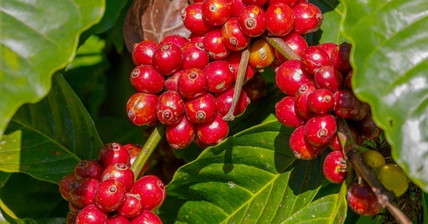 Brazil muốn Mỹ giảm thuế nhập khẩu cà phê hơn nữa