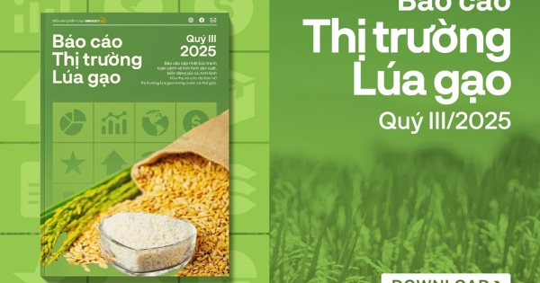[Báo cáo] Thị trường gạo quý III/2025: Gạo Việt đổi hướng sau khi Philippines tạm dừng nhập khẩu