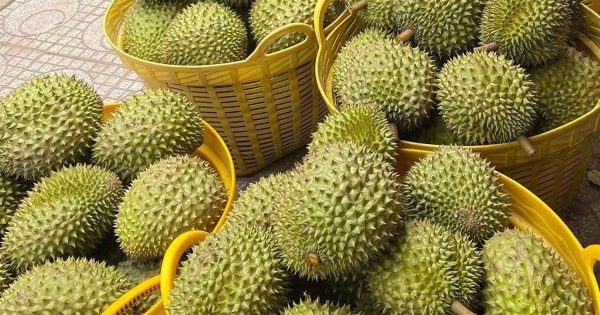 Xuất khẩu sầu riêng thông quan trở lại
