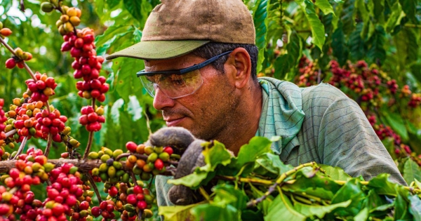 Mỹ xoá bỏ thuế 40% đối với cà phê và nhiều nông sản của Brazil