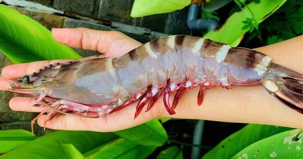 Hàng Việt xuất sang Mỹ lập kỷ lục mới