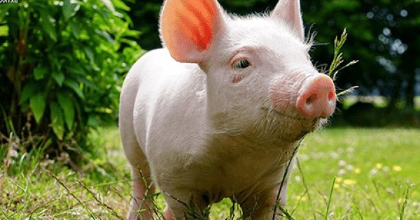 Giá heo hơi hôm nay 23/11: Thị trường đảo chiều, giá heo hơi tại một số địa phương lên mức 53.000 đồng/kg trong tuần qua