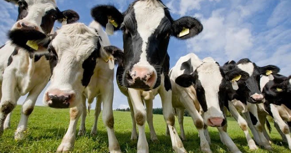 Cổ phiếu ông lớn ngành sữa bất ngờ thành tâm điểm với chuỗi 19 phiên mua ròng từ khối ngoại