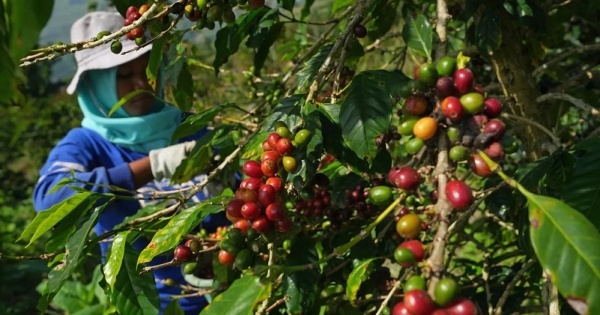 Gặp khó tại châu Âu, nông dân trồng cà phê Indonesia muốn chuyển hướng sang Bắc Phi