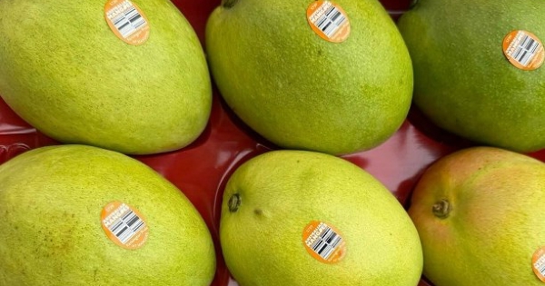 Xoài Australia về Việt Nam giá 600.000 đồng một kg