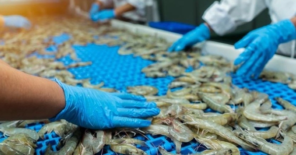 Xuất khẩu tôm 2026: Còn nhiều biến số sau khi đạt kỷ lục năm nay