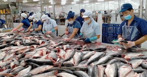 Xuất khẩu cá tra năm 2026 có thể tăng 9%?