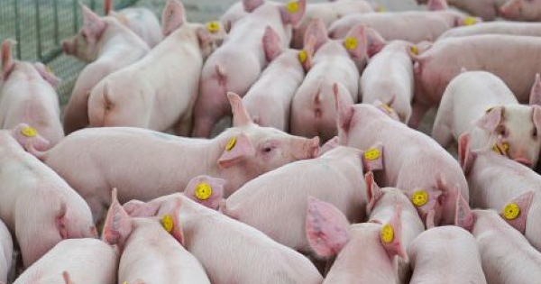 Doanh nghiệp nuôi heo kỳ vọng hưởng lợi cuối năm?