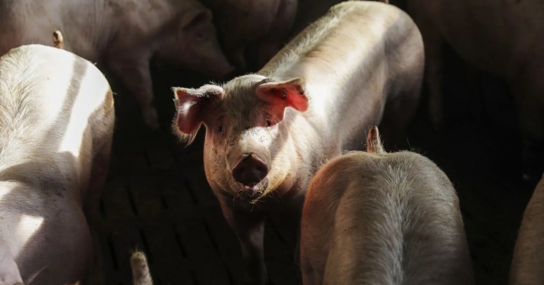 Trung Quốc nới lỏng thuế nhập khẩu thịt heo từ EU