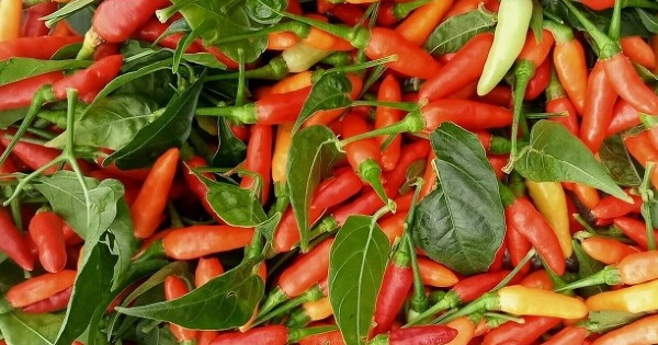 Giá ớt đắt ngang thịt bò