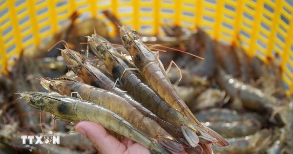 Giá tôm tăng cao dịp cuối năm đúng thời điểm mùa vụ thu hoạch