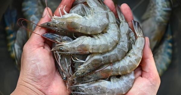 Khủng hoảng tôm Thái Lan: Doanh nghiệp kêu gọi chính phủ hỗ trợ, nắm bắt cơ hội tại Mỹ