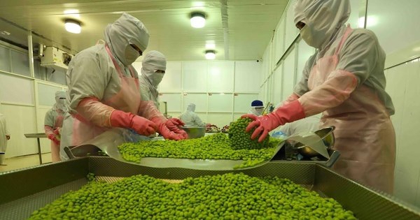 Xuất khẩu rau quả với những kỳ tích liên tiếp