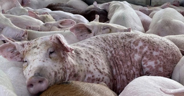 Tiêu hủy hơn 1,2 triệu con heo bệnh trong 11 tháng