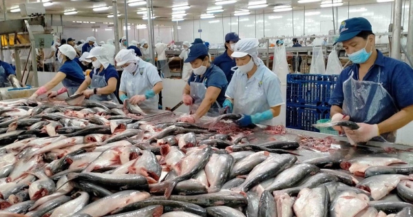Giá cá tra đạt mức cao kỷ lục