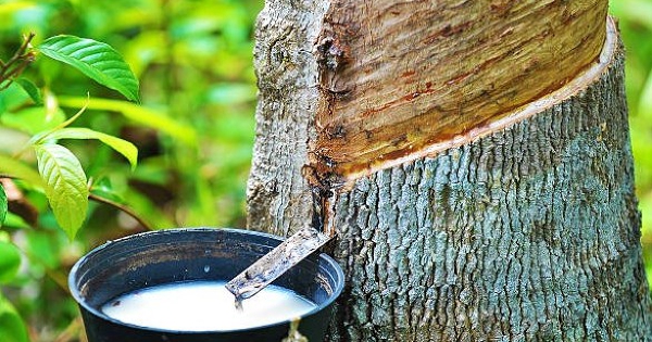 Giá cao su hôm nay 19/2: Diễn biến trái chiều ở các thị trường