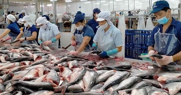Tâm điểm thuỷ sản 2025: Nguồn cung thiếu hụt và cuộc chiến thuế quan