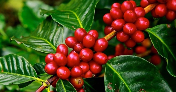 Đà tăng giá cà phê có thể duy trì được bao lâu?