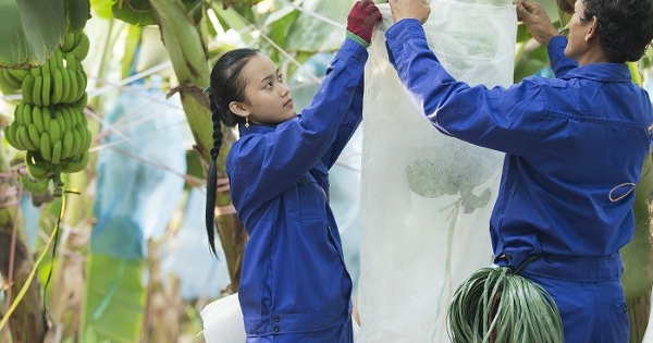 HAGL Agrico vẫn lỗ nhưng có một tín hiệu đáng mừng