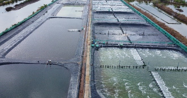 Một địa phương sẽ trở thành 'thủ phủ' tôm của cả nước sau sáp nhập