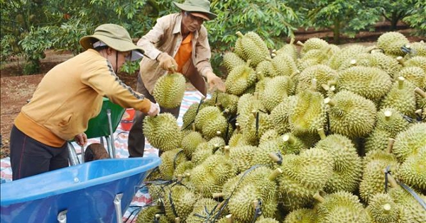 Tháo gỡ khó khăn trước thềm vụ thu hoạch sầu riêng