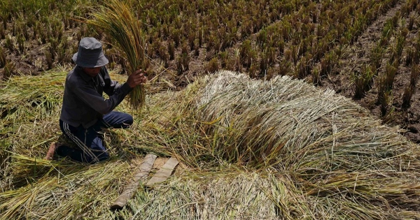 Indonesia lên kế hoạch ngừng nhập khẩu gạo trong năm nay