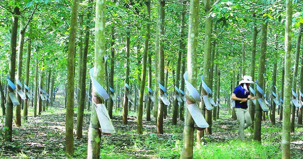 Cao su Đồng Phú tính giảm lợi nhuận và cổ tức