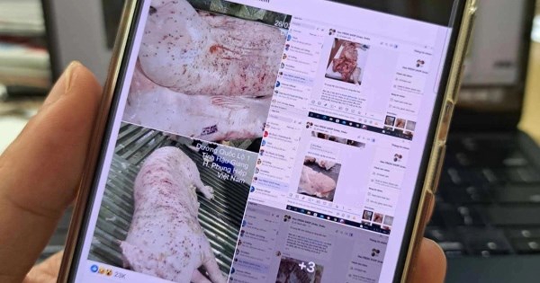 Bộ NN&MT: C.P Việt Nam lấy heo bệnh làm thức ăn cho cá là không đúng